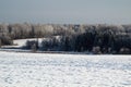 Winter forest in Russia. landscape