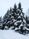 Winter forest in russia Royalty Free Stock Photo