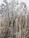 Winter forest in Russia. Snow-covered dry reeds on a frozen lake