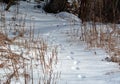 Winter forest scene of Coyote tracks in snow
