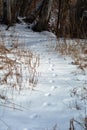 Winter forest scene of Coyote tracks in snow