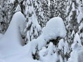 Winter Forest Scene