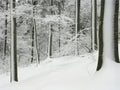 winter forest scene, hoarfrost covered trees Royalty Free Stock Photo