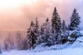 Winter forest scenery. Coniferous trees covered by snow and illuminated by evening sunset Royalty Free Stock Photo