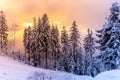 Winter forest scenery. Coniferous trees covered by snow and illuminated by evening sunset Royalty Free Stock Photo