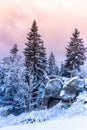 Winter forest scenery. Coniferous trees covered by snow and illuminated by evening sunset Royalty Free Stock Photo