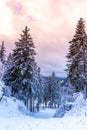 Winter forest scenery. Coniferous trees covered by snow and illuminated by evening sunset Royalty Free Stock Photo