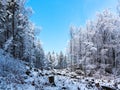 Winter forest scenery. Coniferous trees covered by snow and illuminated by evening sunset Royalty Free Stock Photo