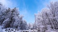 Winter forest scenery. Coniferous trees covered by snow and illuminated by evening sunset Royalty Free Stock Photo