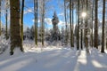 Winter Forest scenery frosty coldly Royalty Free Stock Photo