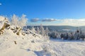 Winter Forest scenery frosty coldly Royalty Free Stock Photo