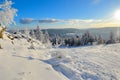 Winter Forest scenery frosty coldly Royalty Free Stock Photo