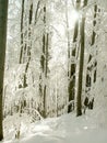 Winter forest scenery with frozen trees