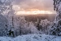 Winter forest scenery Royalty Free Stock Photo