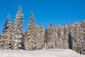 Winter forest in Sequoia National Park