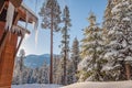 Winter forest in Sequoia National Park