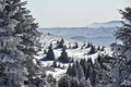 Winter forest in Serbia