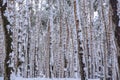 In the winter forest, the severity of the snow breaks the trees Royalty Free Stock Photo