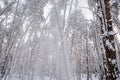 In the winter forest, the severity of the snow breaks the trees