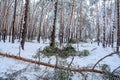 In the winter forest, the severity of the snow breaks the trees