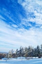 Winter Forest and Sky