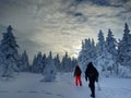 winter forest sky blue snow backpacking