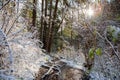 Winter forest in Slovak Paradise National Park, Slovakia