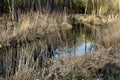 Winter forest. Small forest quiet river. Winter.