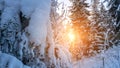 Winter forest snow background. Snowy white Christmas tree in sunshine. Frost nature scene with beautiful morning sun, blue sky. Royalty Free Stock Photo