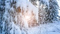 Winter forest snow background. Snowy white Christmas tree in sunshine. Frost nature scene with beautiful morning sun, blue sky. Royalty Free Stock Photo