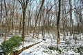 winter forest in the snow with bare trees in sunny day Royalty Free Stock Photo