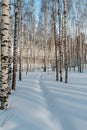 Winter forest in the snow Royalty Free Stock Photo