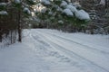 Winter forest with snow and car tire footprints