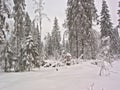 Winter forest. Snow clearing