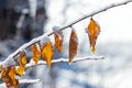 Winter forest with a snow-covered branch of a tree with dry leaves on a blurred background Royalty Free Stock Photo