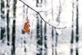 Winter forest. A snow-covered oak branch with a dry leaf during a snowfall Royalty Free Stock Photo