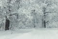 Winter forest, snow-covered path and trees covered with snow Royalty Free Stock Photo