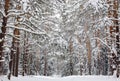 Winter forest with snow-covered pine trees and a walking path Royalty Free Stock Photo