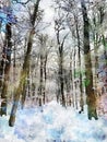 Winter forest with snow-covered pines. Forest path Royalty Free Stock Photo