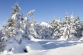 Winter forest. Snow covered spruces. Ural landscape