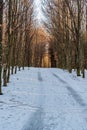 Winter forest with snow covered trail and clear sky Royalty Free Stock Photo