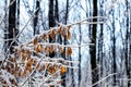 Winter forest with a snow-covered tree branch with dry leaves on a blurred background Royalty Free Stock Photo