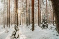 Winter forest. A snow-covered tree in the forest