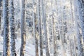 Winter forest. Snow-covered tree trunks in a beautiful winter forest Royalty Free Stock Photo