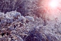 Winter forest with snow-covered trees and dry plants at sunset Royalty Free Stock Photo