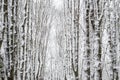 Winter forest. Snow covered trees in the forest