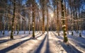 Sunset in wood between trees strains in winter period