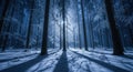 Winter forest with snow covered trees and sunlight breaking through branches Royalty Free Stock Photo