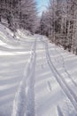 Winter forest with snow, cross country skiing track and clear sky Royalty Free Stock Photo