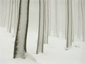 winter forest with snow and fog Royalty Free Stock Photo